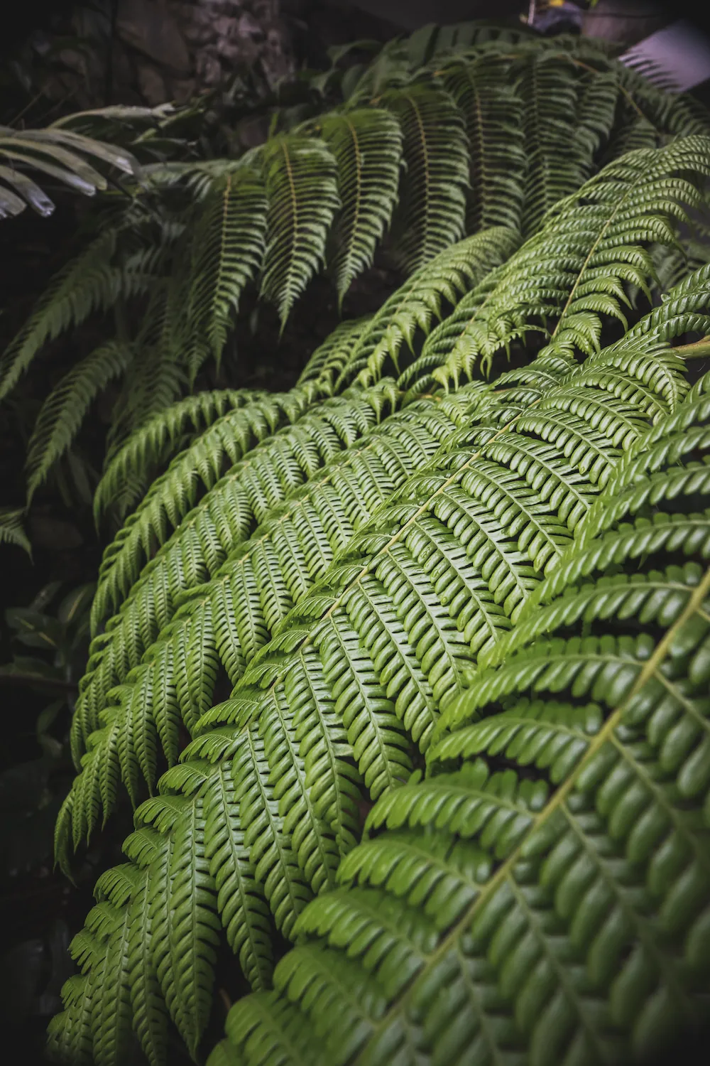 Svaha Spa Maar About